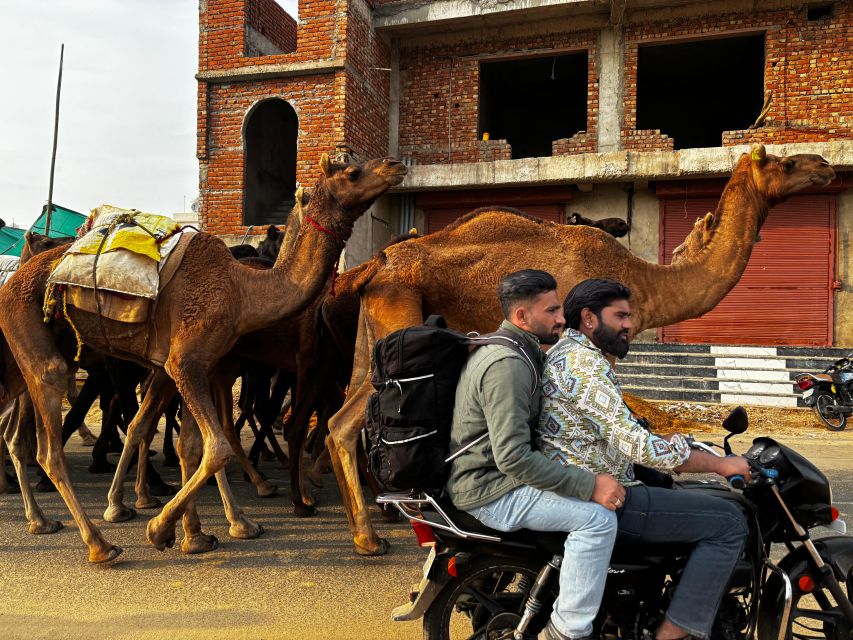 Golden Triangle Tour Pushkar & Jodhpur By Car 7 Nights 8 Day - Tips for a Great Experience