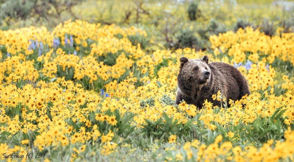 Grand Teton National Park: 4-Hour Guided Wildlife Adventure - Important Information for Guests