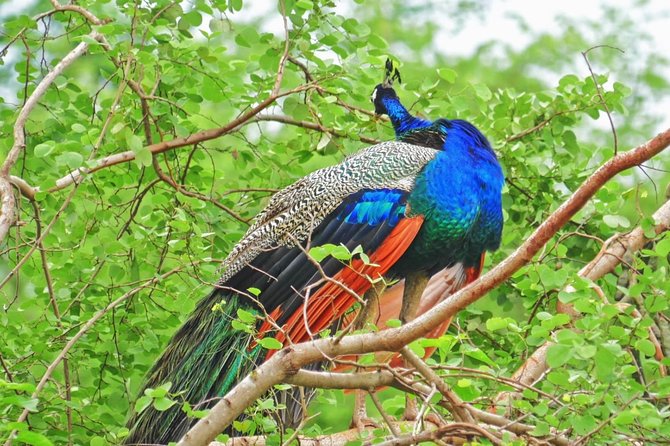 Half Day Safari at Yala National Park With Lunch - Booking and Cancellation Policy