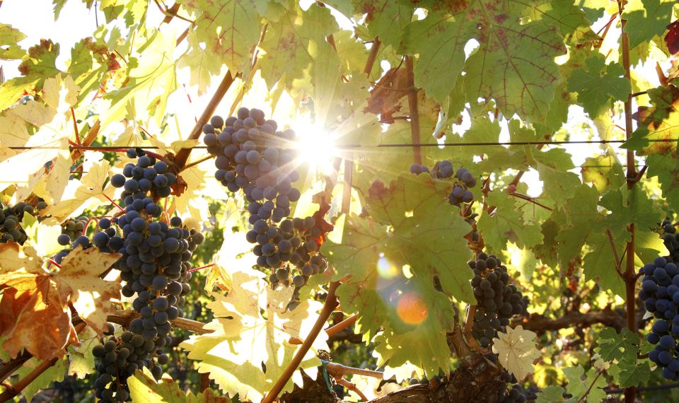 Heraklion: Half Day Semi Private Wine Tour With Tastings - Customer Reviews and Ratings