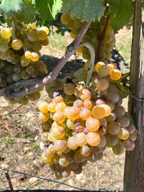 Heraklion: Half Day Small Group Olive Oil & Wine Tour - Booking Information