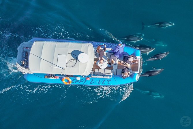 High Speed Zodiac Whale Watching Safari From Dana Point - Nearby Attractions in Dana Point