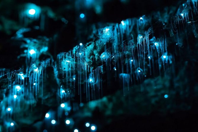 Hinterland Magic & Glow-worm Experience - Booking Information and Policies