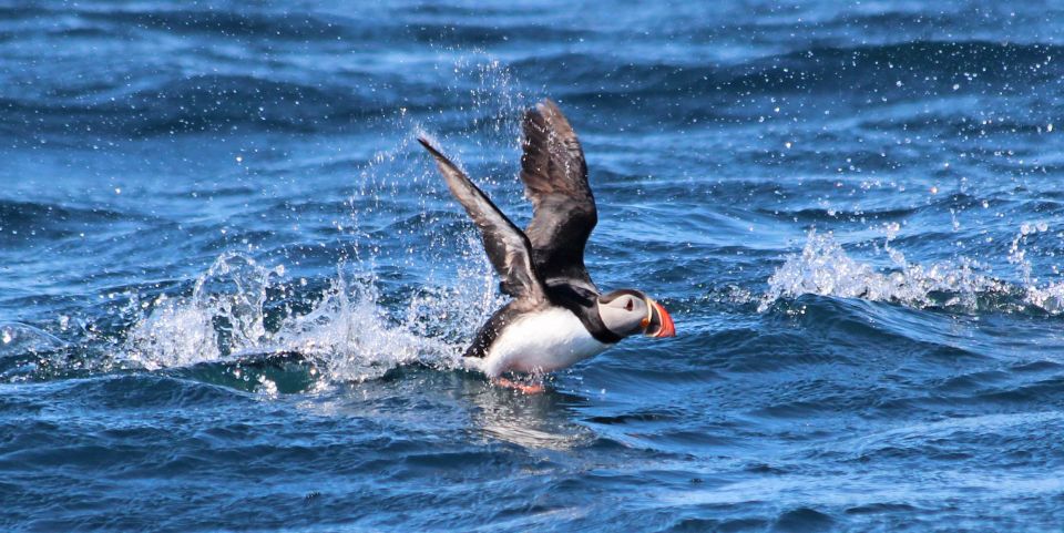 Húsavík: Big Whale Safari & Puffin Island Tour - Wildlife to Expect