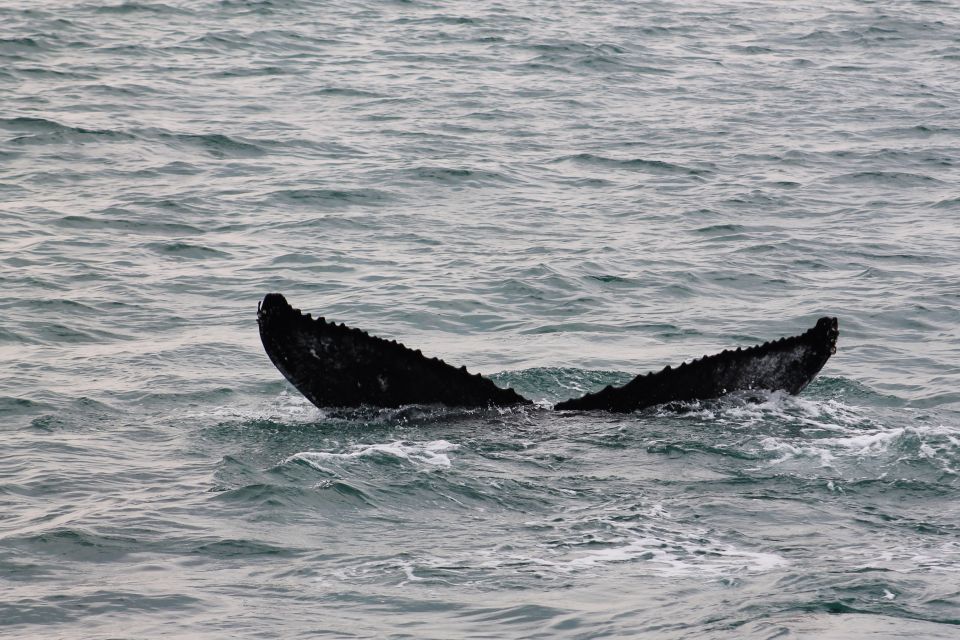 Húsavík: Family-Run and Guided Whale Watching Tour - Tips for a Great Experience
