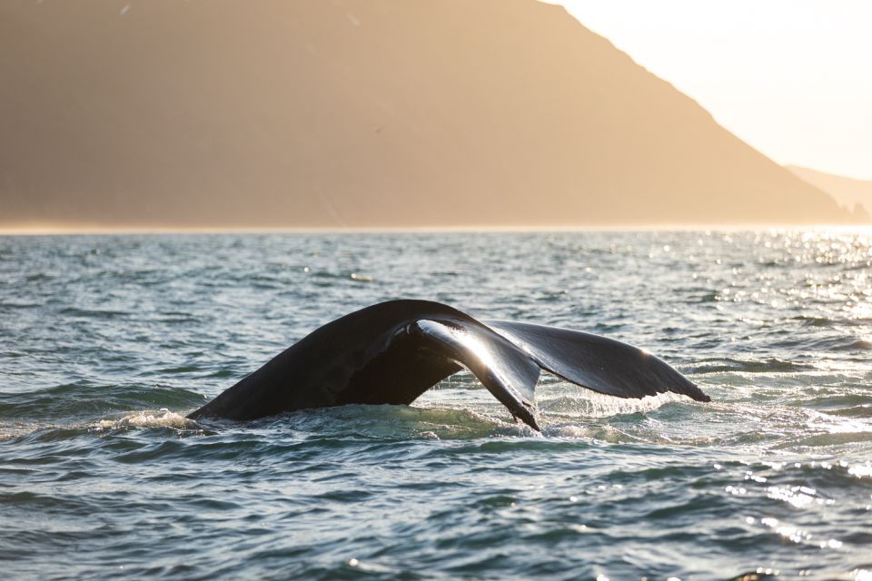 Húsavík: Whale-Watching Cruise and Puffins Guided Tour - Tips for a Great Experience