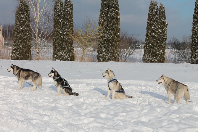 Husky Dog Sledding Tour From Riga - Preparing for Your Adventure