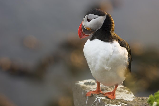 Iceland Super Saver: Puffin Cruise Plus Whale-Watching Tour From Reykjavik - Tips for a Great Experience