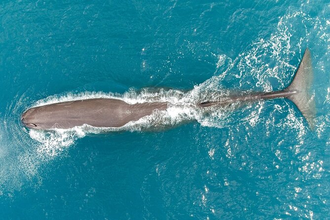 Kaikoura: Whale Watching Flight (Extended) - Additional Offerings