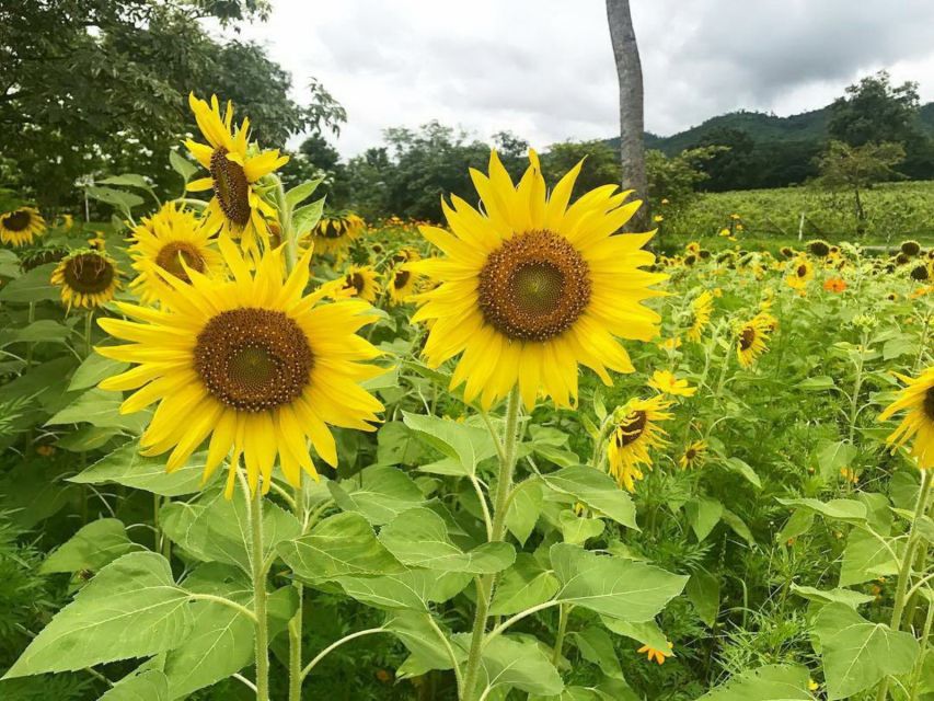 Khao Yai Vineyard Tasting Tour & Horse Farm Visit - Horse Farm Visit