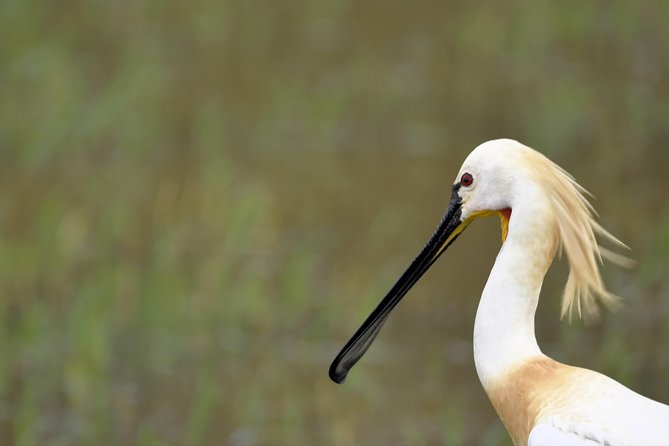 Kumana National Park Full Day Safari - Positive Reviews and Private Tour