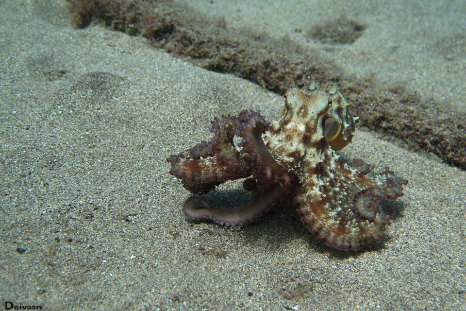 Lanzarote: Beginner Diving Course Costa Teguise (2 Dives) - Cancellation and Payment
