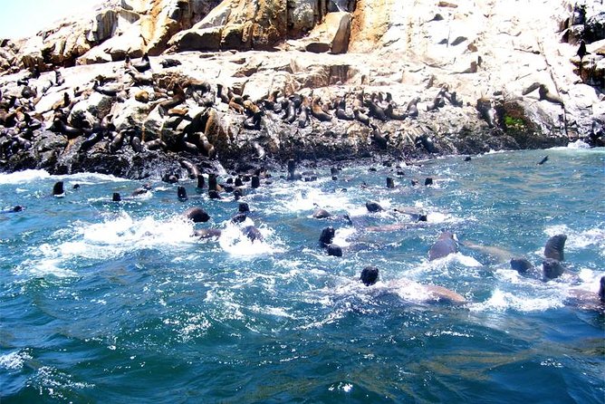 Lima: Palomino Islands Excursion & Swimming With Sea Lions With Hotel Transfers - What to Expect