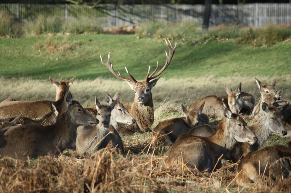 London: Royal Deer Park Bike Tour - Tips for a Great Experience