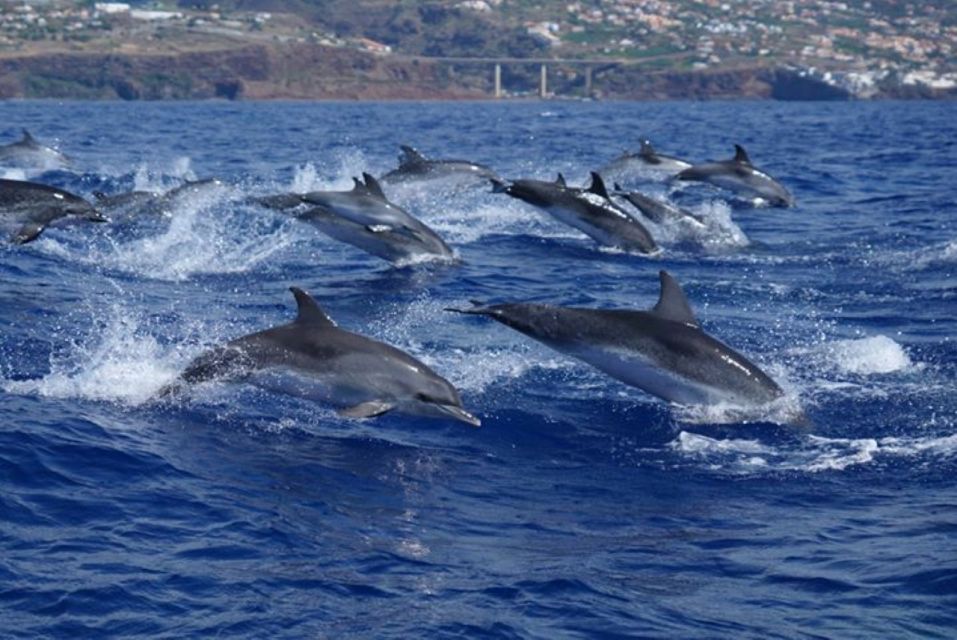 Madeira: Guaranteed Whales or Dolphins Watching Tour - Marine Life Sightings