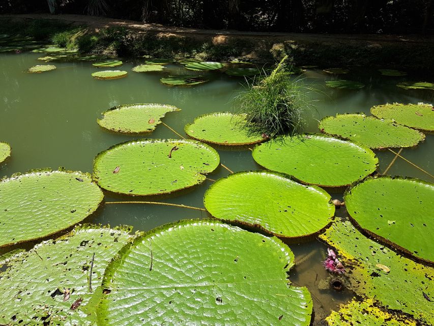 Manaus: MUSA and INPA Museums With Observation Tower Tour - Frequently Asked Questions