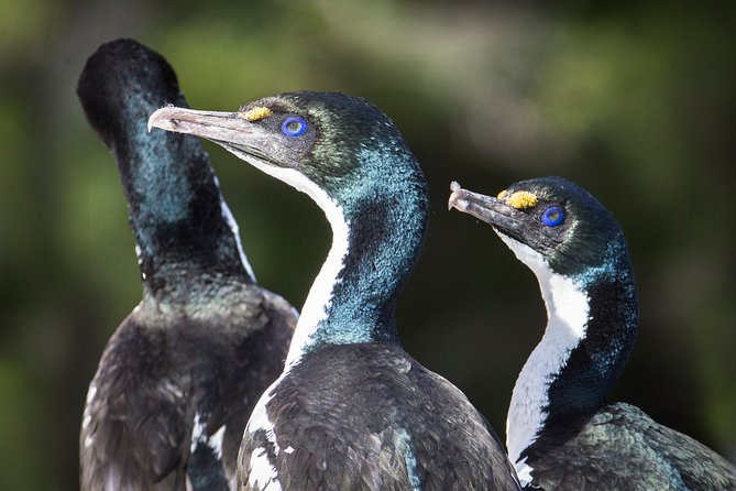 Marlborough Sounds Ultimate Cruise - Tips for an Enjoyable Cruise