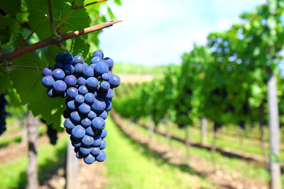 Mendoza: Small-Group Wineries Tour With Tasting and Lunch - Frequently Asked Questions