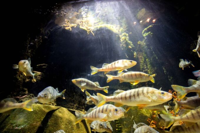Munich: Day Ticket to Sea Life - Booking and Cancellation Policy