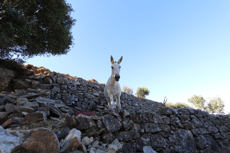 Naxos: Hike to the Top of Mount Zas With a Guide - Explore Naxos Highest Peak