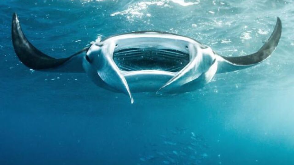 Nusa Penida: Snorkeling 3 Spots With Manta Options - Snorkeling With Manta Rays