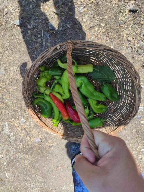 Olive Tasting & Rustic Lunch in Country Home With Live Music - What to Expect