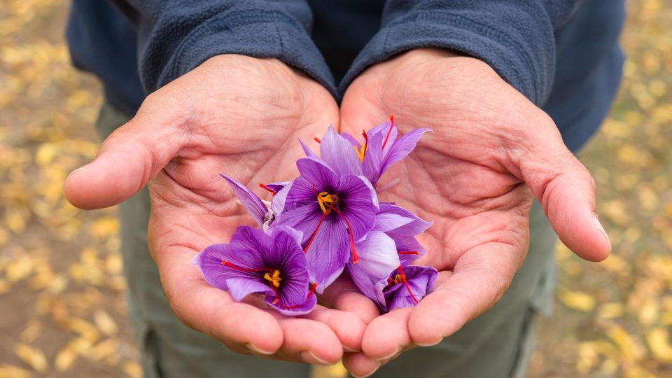 Olmedo: Guided Tour of Saffron Laboratory With Tasting - Customer Experiences