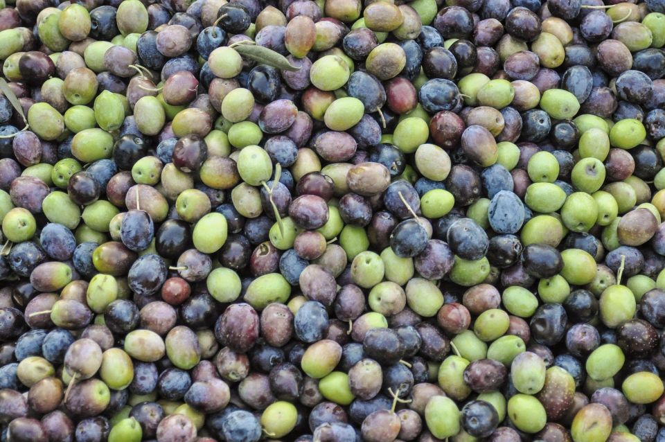 Olympia: Visit of Agricultural Farm and Free Time in Olympia - Inclusions and Meeting Details