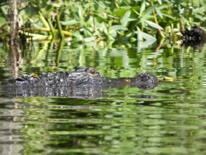 Orlando: Small Group Scenic Wekiva River Kayak Tour - Additional Tour Considerations