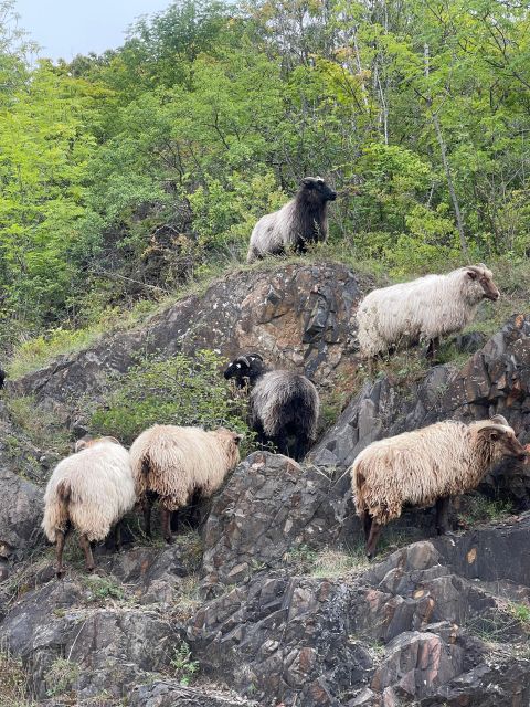 Oslo Island Walks: Island Hopping Tour - Booking Information and Policies