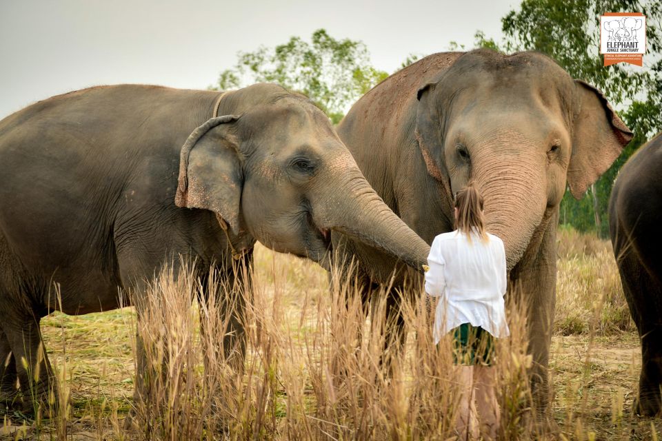 Pattaya: Elephant Jungle Sanctuary Half-Day Tour With Meal - Hand-Feeding the Gentle Giants