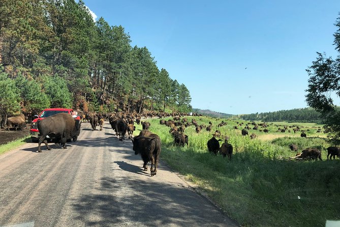 Premiere Private Black Hills Tour: Mt Rushmore, Crazy Horse & Custer State Park - Tips for Travelers