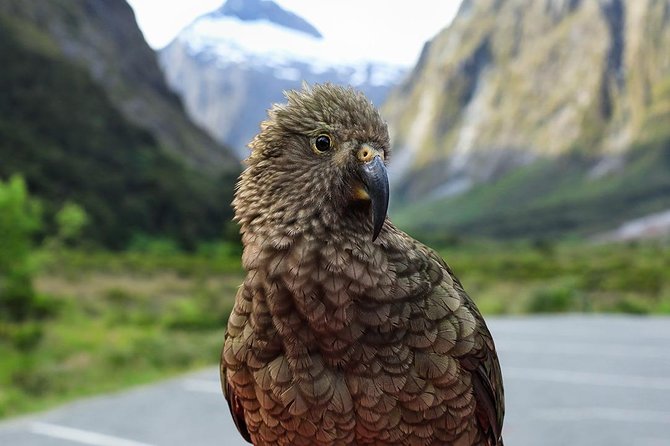 Premium Milford Sound Tour, Cruise and Lunch From Te Anau - Customer Reviews and Ratings