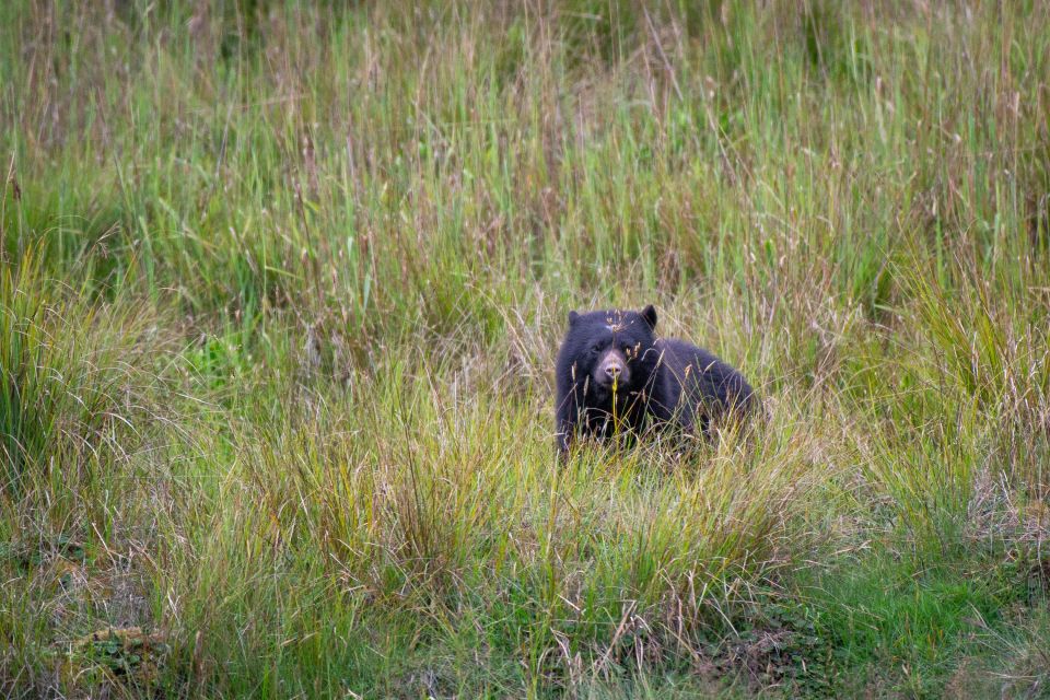 Private Sight Tour Chingaza Paramo From Bogota, Andean Bear - Tips for a Great Tour