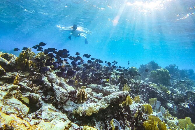 Private Snorkel With 2 Stops in Aruba - Eco-Friendly! - Tour Operator Information