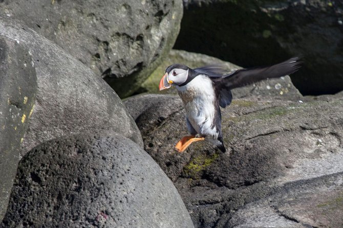 Puffin Cruise With Expert Tour Guide From Reykjavik - Key Inclusions and Details