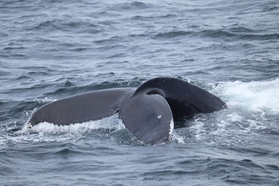 Reykjavik: Best Value Whale Watching Boat Tour - Customer Experiences and Ratings