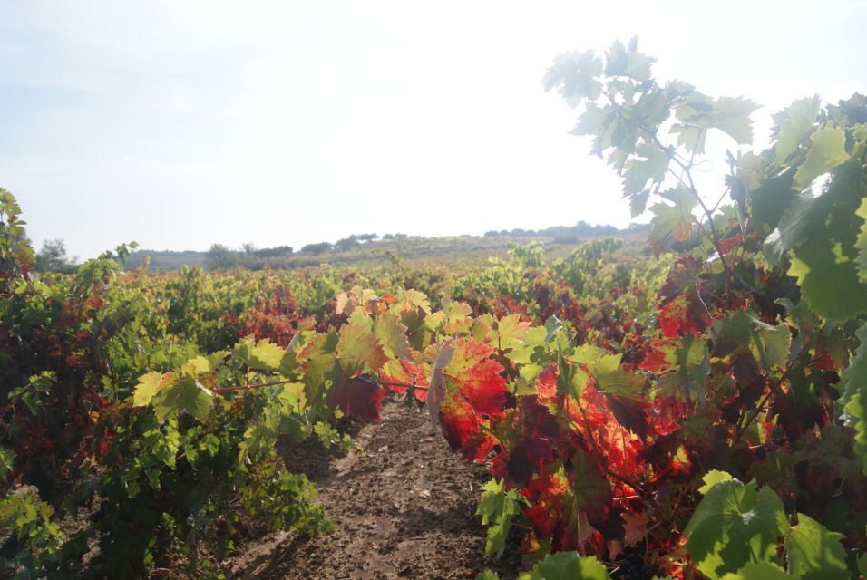 Rioja Winery & Traditional Lunch From Pamplona or Logroño - Group Size