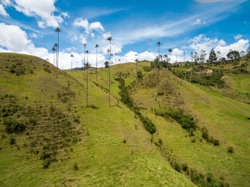 Salento: Private Cocora Valley, Salento & Coffee Farm Tour - Customer Reviews and Feedback