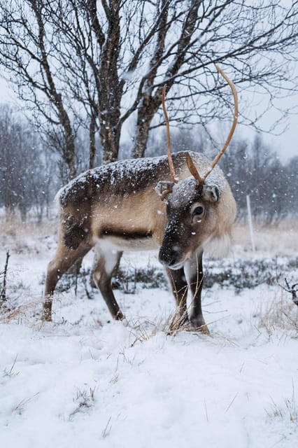 Sami Reindeer Experience - Booking Information