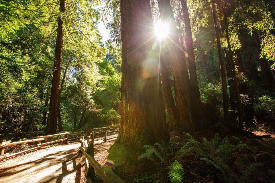 San Francisco: Private Muir Woods and Sausalito Tour - Transportation and Customization Options