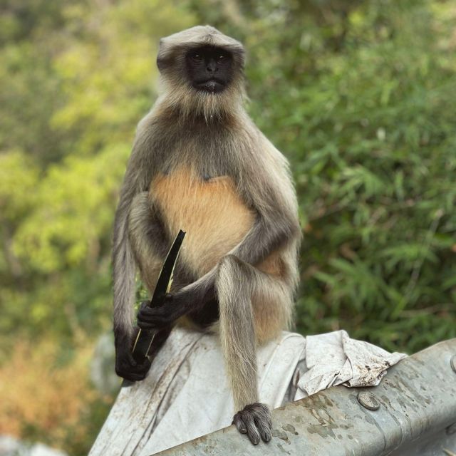Sanjay Gandhi National Park + Kenheri Caves + Lion Safari - Frequently Asked Questions