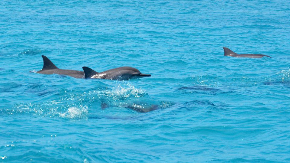 Santa Eulalia: Jet Ski Tour With Optional Dolphin Searching - Booking and Availability