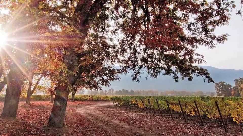 Santiago: Cousiño Macul Official Winery Tour With Tasting - Nearby Attractions