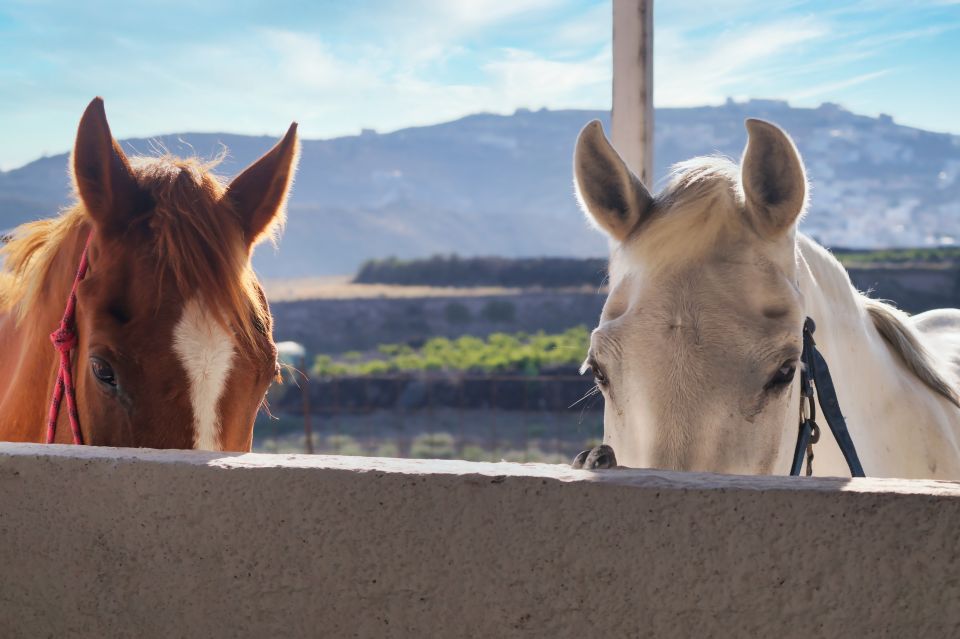 Santorini: 1.5-Hour Horseback Riding Tour on the Beach - Transport and Accessibility Options