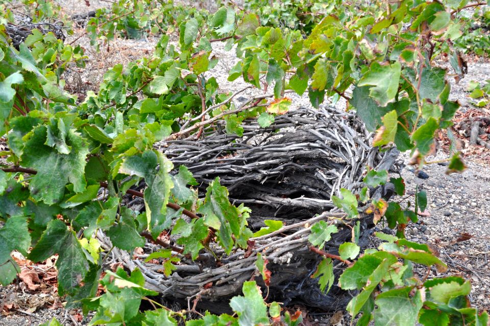 Santorini: Megalochori and Oia Guided Tour With Wine Tasting - Booking Details