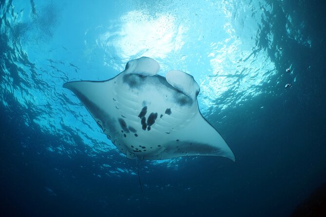 Scuba Diving 3 Dives Including Manta Rays at Nusa Penida - Accessibility and Restrictions