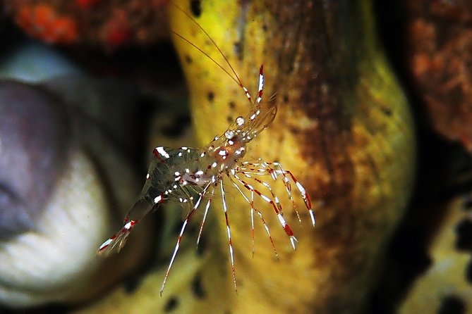 Scuba Diving at Tulamben USAT Liberty Wreck - Additional Diving Opportunities