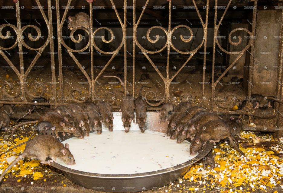 See Camel Centre, Rat Temple From Jodhpur With Bikaner Drop - Frequently Asked Questions
