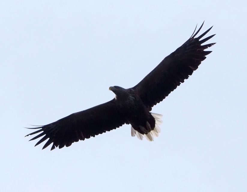 Skjervøy: Birds and Wildlife of Arctic Norway - Visitor Experiences and Reviews